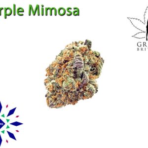 Purple Mimosa (limited amount)